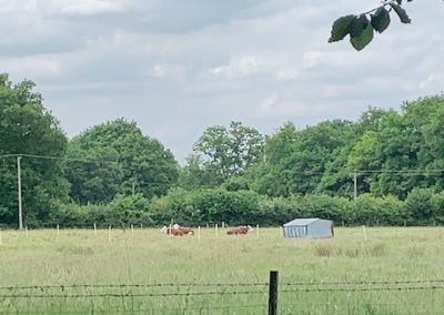 A field full of cows near Princess Christian Care Home