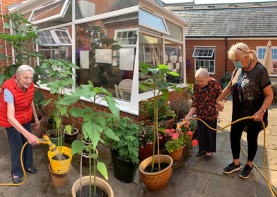 Watering sunflowers at Princess Christian Care Home