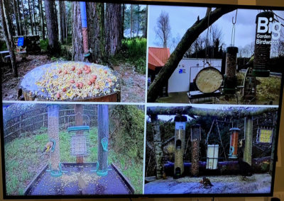 The RSPB's great garden birdwatch on television