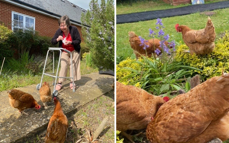 Chickens at Princess Christian Care Home