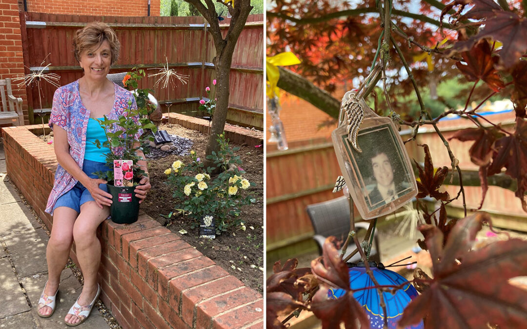 Sylvia Stock plants rose bush in memory garden at Princess Christian Care Home